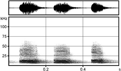 Assessing the Structure and Function of Distress Calls in Cuban Fruit-Eating Bats (Brachyphylla nana)